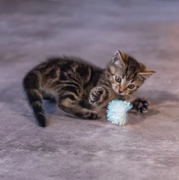 Beeztees Kitten Crinkle 5cm igrača za mačje mladičke